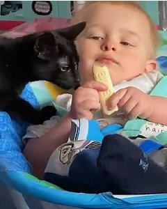 218K views · 1.6K reactions | These animals are so cheeky!  | FOODbible | Facebook