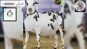 1.6K views · 24 reactions | Chalo Chalo Mandi Chalo. ❤️ #qurbani2021 | Qurbani - قربانی | Facebook