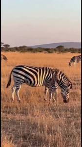 In calm daylight on the African savanna, a young zebra calf playfully circles its mother, nudging her and kicking its legs in short bursts of energy. The mother remains relaxed yet attentive, calmly adjusting her position to stay close and protective. #Zebra #ZebraCalf #AfricanSavanna #WildlifeDocumentary #AnimalBehavior | Wild Zone