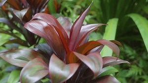 Крупный план кадра гавайского Ti растения: стоковое видео (без лицензионных платежей), 3903885419 | Shutterstock