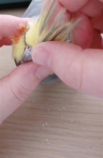 Mumther helping me free new featbers from casing! [Mumther note: birds grow new feathers, which are encased in a wax-like tube when they still need blood supply. When the feathers are grown and ready to pop out the casing, birds often preen the casing to make the process go faster. In flocks, birds will preen the feathers on another bird's head. So that's basically what I'm doing here. I'm being very careful, as pin feathers can be very painful for the bird.] | Maya & Meeka
