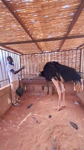 248K views · 2.4K reactions | ELEVAGE DE L'AUTRUCHE AU NIGER | Cabinet Vétérinaire | Facebook