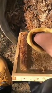 Wax collection for 🕯candles making ❤‍🔥❤‍🔥 . . . . . #🐝 #📸 #beekeeping #bees #honey #bee #beekeeper #savethebees #canadianapiary #canadianbeekeeper #honeybee #apiary #nature #apiculture #beesofinstagram #beehive #hive #beelife #beekeepers #pollen #newhobby #farmer #urbanbeekeeping #urbanbeekeeper #womenbeekeepers #womeninbeekeeping | Canadian Beekeeper