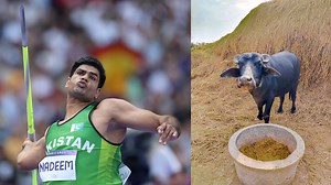 He won Olympic gold for Pakistan. He got $1 million. And  ... a buffalo!?!