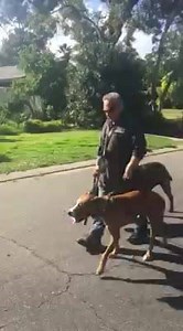 34 reactions | Dogs behind bars big boy sexy rexy has been naughty with other dogs mr big teaching him the error of his ways | Dog Communicator - Eric Crozier | Facebook