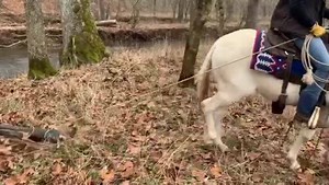 Colby O’Connor. Here is her youth video for the consideration to compete in the Missouri Mule Makeover 2021. | Missouri Mule Makeover/Ozark Mule Days