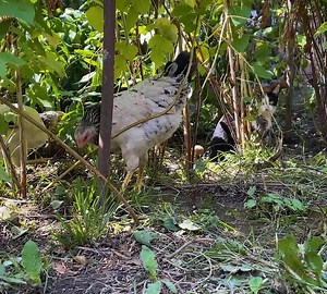 Homemade Plum and Blackthorn Compote! The Secret to Keeping Compote for 2 Years | Daily Cook Recipe