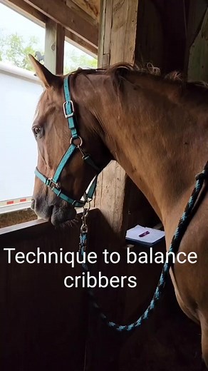 Cribbs work so hard! They're consistently strengthening muscles against resistance. This is done in a poor position for posture also. There has to be a balance to "undo" the tension the accumulate. #whitehorsebodywork #mastersonmethod | White Horse Bodywork