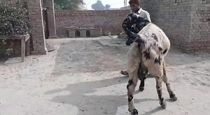 2.1K views · 202 reactions | Goat Breeds Of lyallpur Beetal Pakistan .. Beautiful Shera Print | International Festival | Facebook