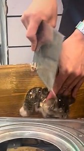 1.4M views · 5.2K reactions | Cat's head gets stuck!  | PittBulls | Facebook