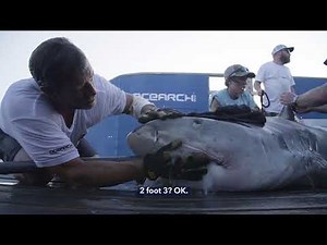 Expedition Gulf Stream: Tagging tiger shark DeMott