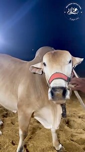3.5K views · 51 reactions | " The Wait is Over " Presenting , ❤❤ Lion of Balaagh ❤❤ Balaagh Cattle Farm رشتہ شوق کا ❤️اَلْحَمْدُلِلّه Contact: 0333 3386813 #cows #Qurbani2024 #Qurbaniقربانی #cattlefarm #cattle #qurbanicollection #Qurbani #QurbaniLovers #jameelmemon #balaaghcattlefarm | Cow Mandi ( Bakra Eid in pakistan ) | Facebook