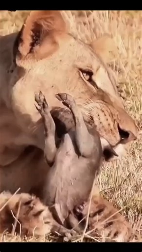 Chiken Everyday on Reels