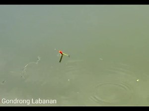 Mancing itu paling ena...sapa yang bilang susah lur | jos gandos uhui > #part5 | Gondrong Labanan