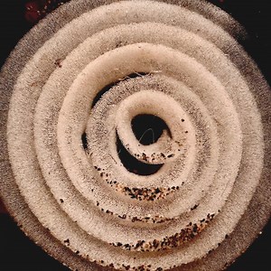 3.8K views · 71 reactions | This is a nudibranch’s egg ribbon under...