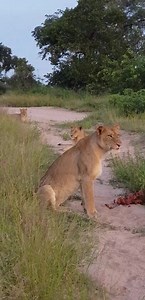 Three female lionesses having a relaxed moment # Gowrie main | Africa Journey Nature Experience