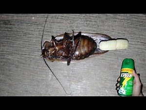 Cockroach laying egg before dying