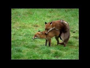Have you ever seen foxes mating? Incredible footage of the whole process here.