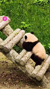 Panda climbs quirky structure (For entertainment purposes only. Consult professionals if guidance on activities is presented. No brand affiliation is implied if any are shown. If inspired by true events, creative adaptations may be included. Content may include public footage.) | Fabiosa Daily