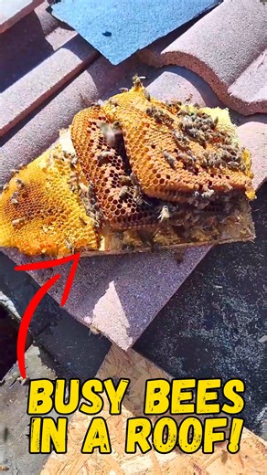 27 reactions | This customer called me for a bee issue that they had....