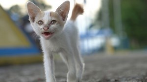 Chat Miaule Bébé Chaton Qui - Free video on Pixabay
