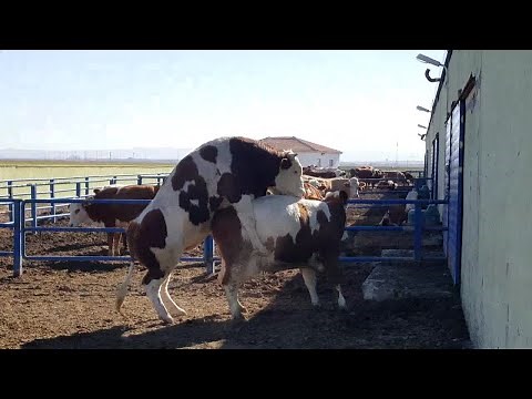 Bulls & Cows Mating 2021 | Animal Mating 2021 | Cow Mating | Bull Mating 8