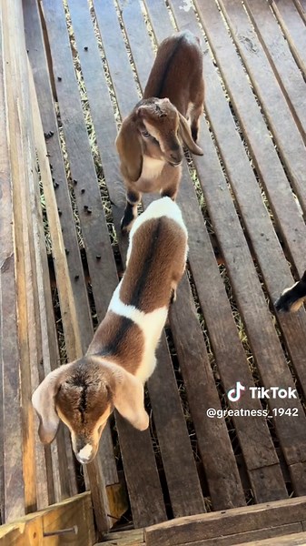 Some of my wonderful kids. #beliveinyourself #slowprogressisbetterthannoprogress @👑SirGugsFarm🐐 @Swaby_goatfarm #farmlife #fyp #building