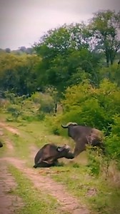 13K views · 57 reactions | Is this a lion #USA #Travel #AmericanLifestyle #AmericanVibes #MadeInUSA #LifeInAmerica #Austria #Portugal #belgium | Ivoire Lapin CI | Facebook