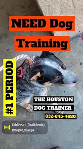 The Houston Dog Trainer is your trusted partner in transforming your...