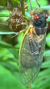 Cicada’s are hatching heavily in central and eastern Kentucky. Brood XIV will also positively impact turkey populations in parts of TN, NC, WV, VA, OH, PA, & MA. Not only do cicada’s provide an abundance of food for turkeys, but this also provides all of the predators a big food source which causes predator-prey shifts that normally yield much higher ratios of poults surviving to be adults. 🦃#forturkeys #turkeysfortomorrow | Turkeys For Tomorrow