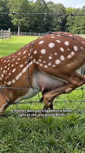 Mother Deer Rescued From Fence Trap