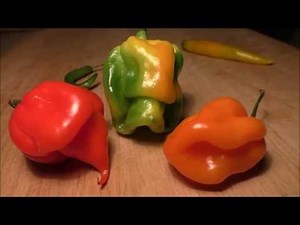 Time Lapse Chilli pods ripening 6 days