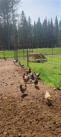 ValhallaReindeerRanch on TikTok