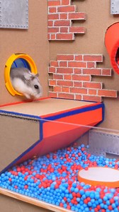 Hamster explorer 😎🐹 #homuraham #hamstermaze #hamster #obstacles #awesomehamster | Homura Ham