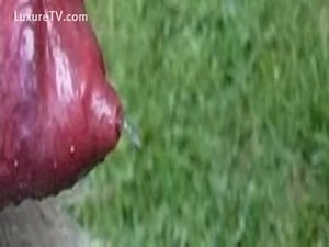 Les images inédites d'un phallus de cabot en pleine éjaculation