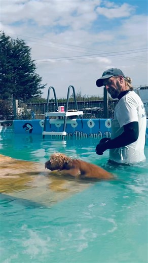 14 week old cockapoo puppy Nala is a great little swimmer 🐾💦💕🇬🇧 | Canine Dip and Dive Maldon