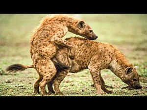 20 Weirdest Animal Mating Behaviors in Nature