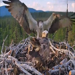 Light early breakfast for the chicks and Lumi | Bird Blue