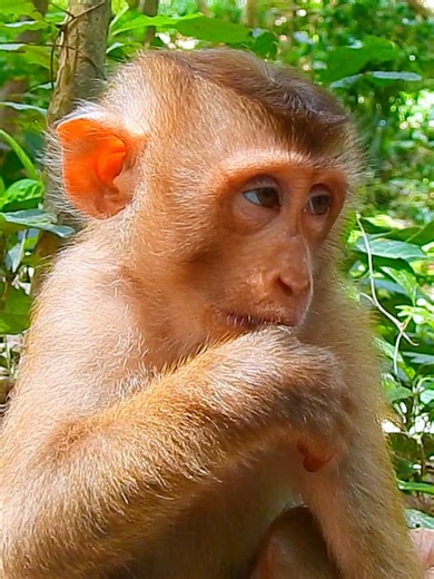 16K views · 182 reactions | Poor Monkey look so sleepy, missing milk bar #beautiful #monkeydluffy #monkeycute #babymonkey #monkeyface #lovely #monkey #cute #animals #animalsbaby #poormonkey #monkeycry #funny #funnyvideo #cuteanimals | Monkey TV7 | Facebook