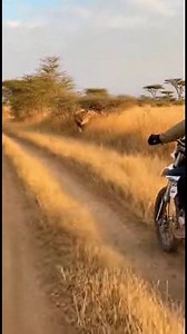 67K views · 421 reactions | was surprised by a large male lion #lion #wildanimal #wildlife #riding #motorcycle #savannah #african | Endang Wahyudin | Facebook