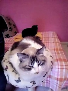 45 reactions · 8 comments | It's a windy and chilly day outside but not at the Sanctuary! Watch rescues Chloé and Salem enjoying the warmth of their beds in their cozy room. Watch video > | Change One Life | Facebook