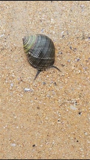 Embo beach, Coul Links. 🌊 #Beach #coullinks #nature #sea #reserve #embo #sand #walking #tourism