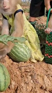 30K views · 346 reactions | A lot of watermelon  | YaYa Note | Facebook