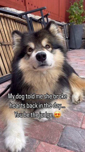 You be the judge!!😂❤ #alaskanmalamute #malamute #dogsofinstagram #dogsofig #dogsofinsta #babydog #puppydog #puppy #pups #wolf #puppyoftheday #puppyofinstagram #love #cute #tb #tbt #throwback #throwbackthursday #thursday #cutedoggy | We Love Alaskan Malamute