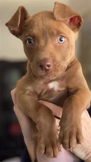 Meet Fauna, Samson, Kiwi, Merry, Hall, and Oates!These 6 adorable lab puppies are ready to bring endless joy, snuggles, and playtime into your life! At just 2 months old, they'refull of puppy energy, curiosity, and sweetness that will melt your heart.* Puppy Perks:﻿﻿ Playful & Spirited: Whether they're chasing after toys, exploring new places, or playfully tumbling with each other, these pups are always on the go!﻿﻿ Social Butterflies: Fauna, Samson, Kiwi, Merry, and Hall, and Oates love peoole 