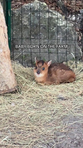 Meet the Adorable Newborn Baby Animal on the Farm