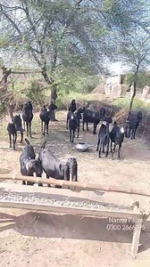Black Goat Breed of Sindh Pakistan | Complete Documentary | Narejo GOAT FARM