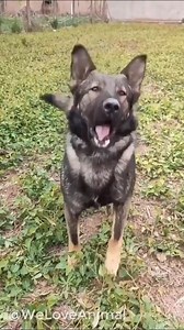 177K views · 1.9K reactions | Cães Inteligentes  | Luh Notícias | Facebook