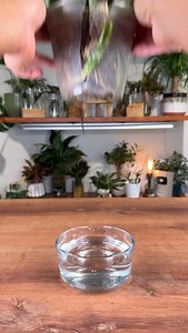 152K views · 2.1K reactions | This whale Fin Snake Plant has been...