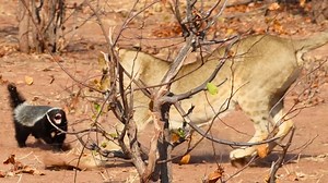 A brave honey badger lunged at a lion twice after it was chased for a meal. Valji Varia was on a tour in the Tuli Wilderness, Botswana, when he spotted a lion pride on the hunt for dinner. Dramatic footage captured one of the lions targeted a lone honey badger and harassing it across the ground. | Wild Sightings